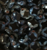 Szech glaskraal table cut (9-8MM) zwart olieglans